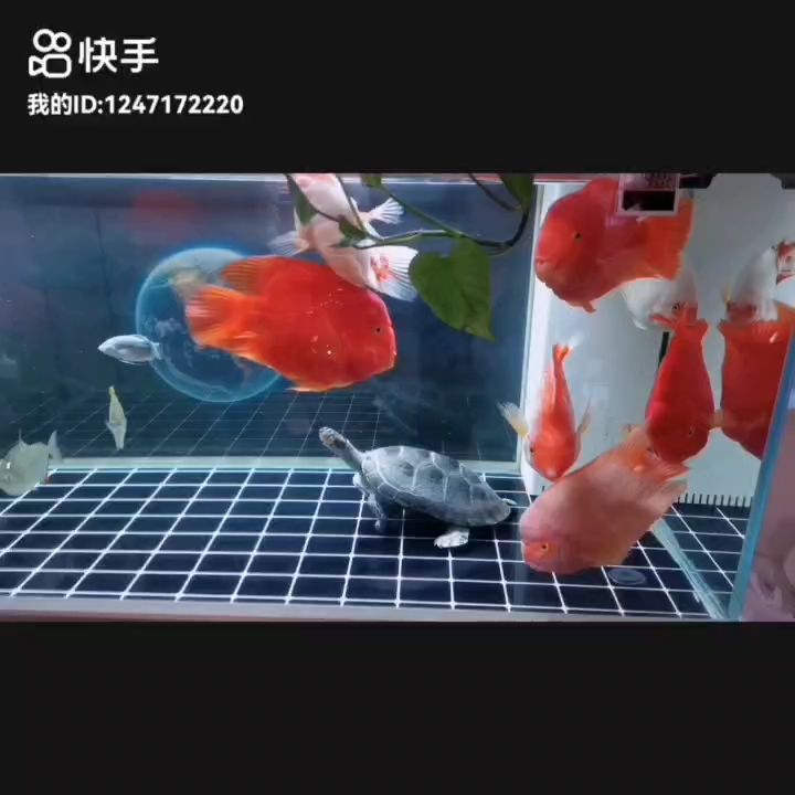 元宵節(jié)快樂??????事事順?biāo)欤瑫絹碓胶茫蠠o阿彌陀佛??????