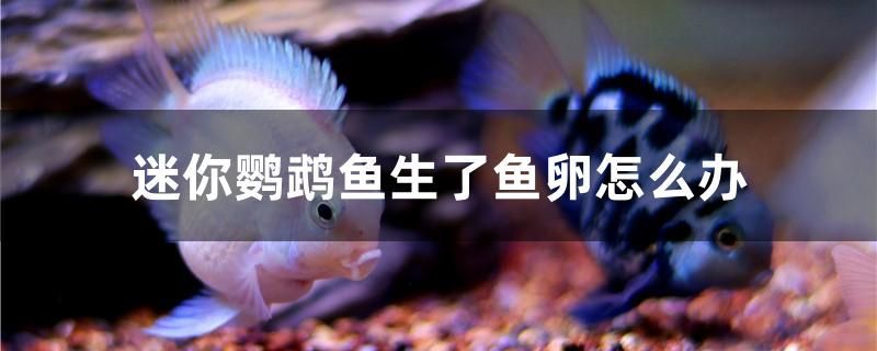 迷你鸚鵡魚生了魚卵怎么辦