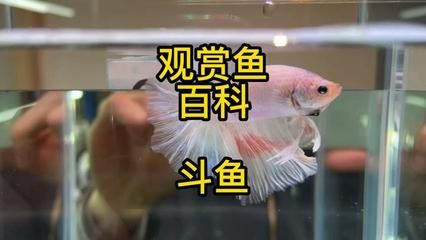 觀賞魚斗魚可以養(yǎng)幾條（斗魚的飼養(yǎng)技巧）