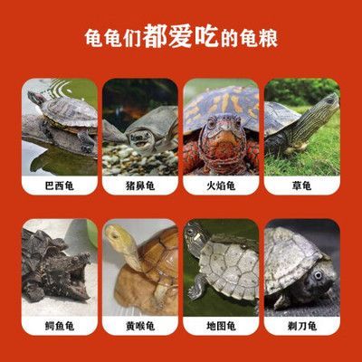 豬鼻龜愛吃什么:豬鼻龜喜歡吃什么,豬鼻龜吃什么比較好 豬鼻龜百科 第1張 豬鼻龜愛吃什么:豬鼻龜喜歡吃什么,豬鼻龜吃什么比較好 豬鼻龜愛吃什么:豬鼻龜喜歡吃什么,豬鼻龜吃什么比較好 豬鼻龜百科 第1張