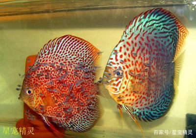 鸚鵡魚可以和龍魚一起養嗎視頻：鸚鵡魚與龍魚混養，可行之路與關鍵要點