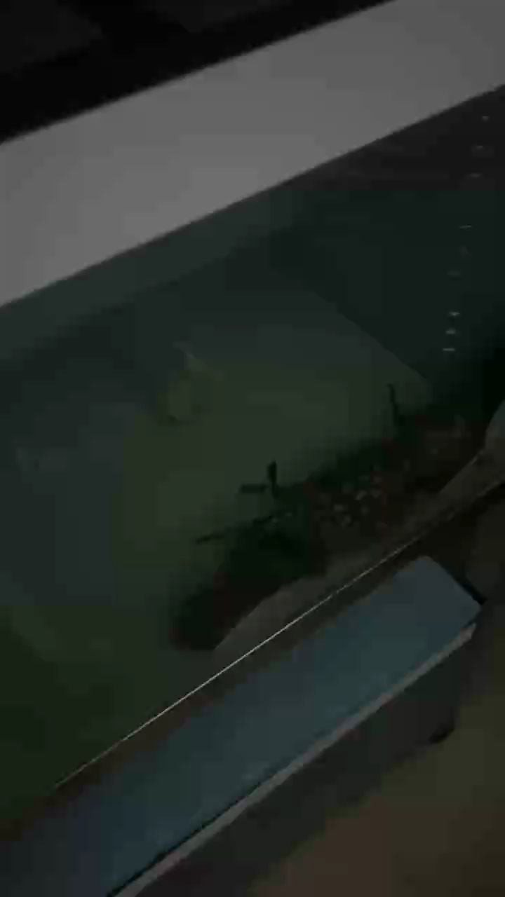 開飯集合 開飯集合 龍魚論壇