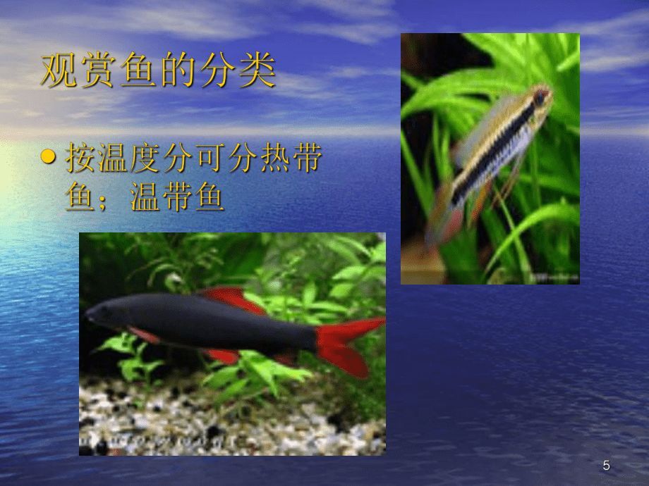 水族館魚種類介紹視頻（上海海洋水族館瀕危物種保護措施上海海洋水族館門票價格）