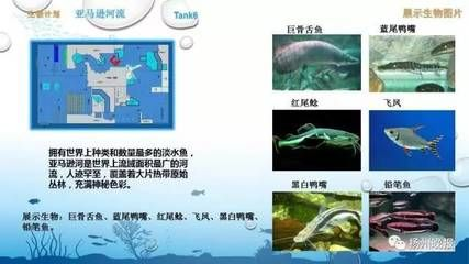 水族館魚種類介紹視頻（上海海洋水族館瀕危物種保護措施上海海洋水族館門票價格）