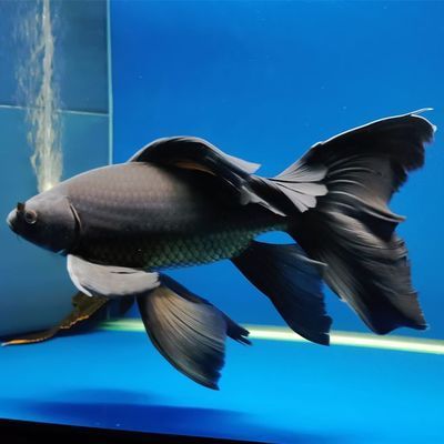 水族館魚種類介紹視頻（上海海洋水族館瀕危物種保護措施上海海洋水族館門票價格）