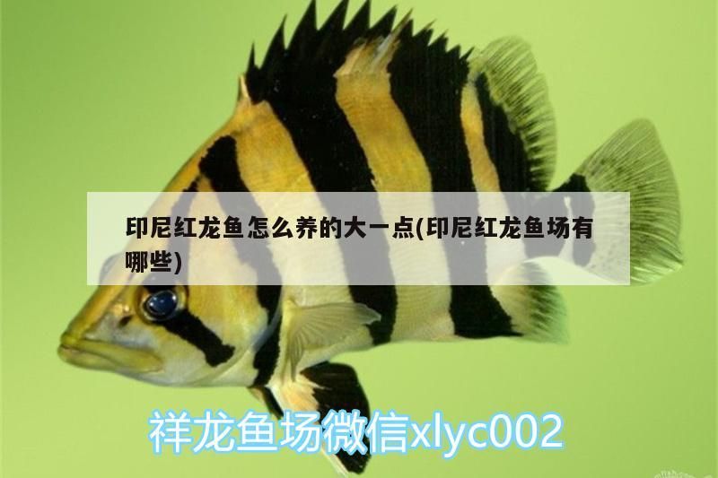 印尼紅龍魚怎么養的大一點(印尼紅龍魚場有哪些)