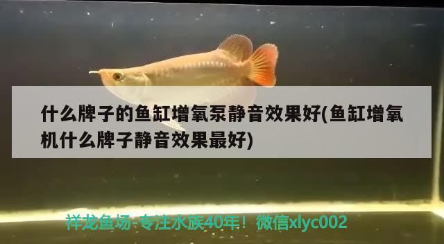 龍魚圖片 價(jià)格大全圖 龍魚圖片 價(jià)格大全圖 李亞四龍魚 第1張 龍魚圖片 價(jià)格大全圖 龍魚圖片 價(jià)格大全圖 龍魚圖片 價(jià)格大全圖 龍魚圖片 價(jià)格大全圖 李亞四龍魚 第1張
