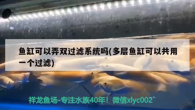 龍魚圖片 價(jià)格大全圖 龍魚圖片 價(jià)格大全圖 李亞四龍魚 第2張 龍魚圖片 價(jià)格大全圖 龍魚圖片 價(jià)格大全圖 龍魚圖片 價(jià)格大全圖 龍魚圖片 價(jià)格大全圖 李亞四龍魚 第2張