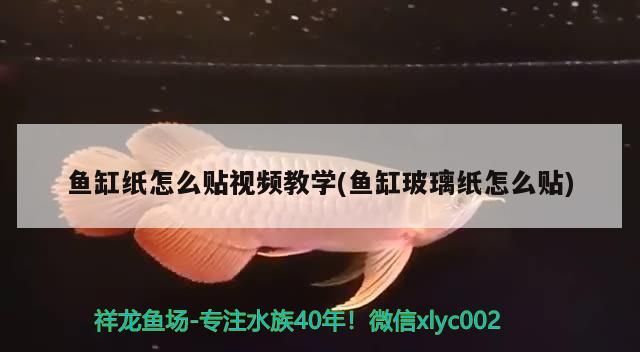 魚缸紙怎么貼視頻教學(魚缸玻璃紙怎么貼)