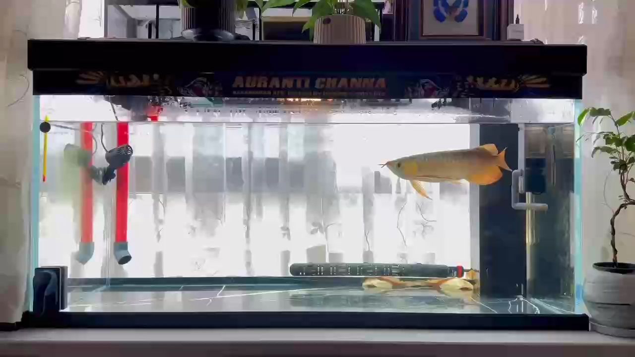 養魚養心 悟道怡情