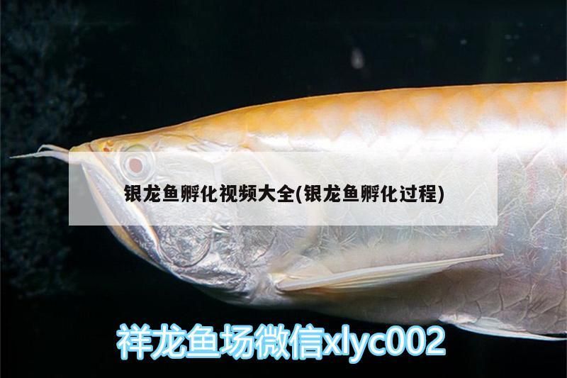 銀龍魚孵化視頻大全(銀龍魚孵化過程)