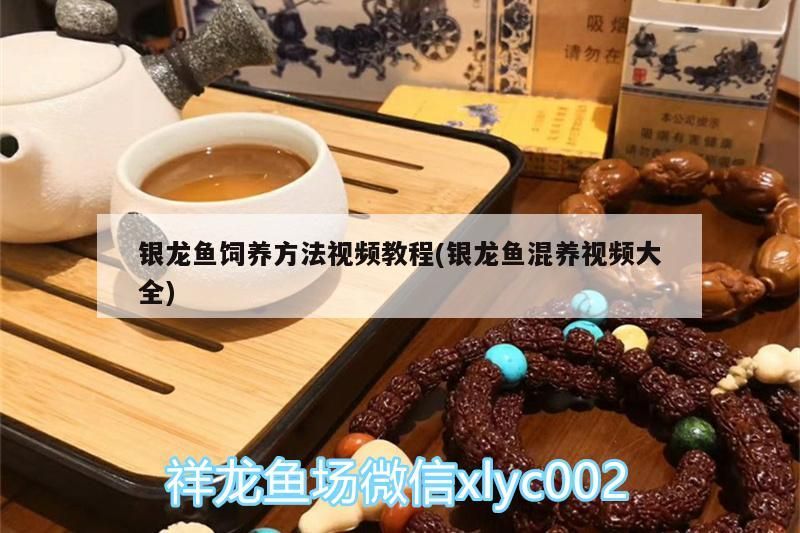 飼料 銀龍魚飼養方法視頻教程(銀龍魚混養視頻大全) 銀龍魚百科 銀龍魚飼養方法視頻教程(銀龍魚混養視頻大全) 銀龍魚飼養方法視頻教程(銀龍魚混養視頻大全) 銀龍魚百科
