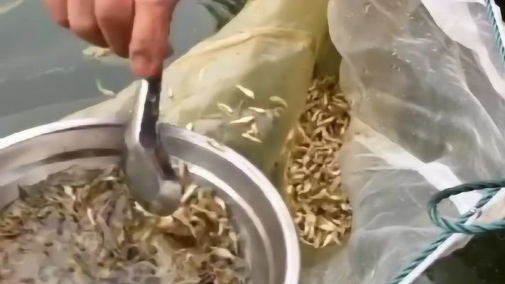 小蝴蝶魚苗多少錢一只（關于小蝴蝶魚苗的價格不同平臺和規格的報價差異較大） 小蝴蝶魚苗多少錢一只（關于小蝴蝶魚苗的價格不同平臺和規格的報價差異較大） 蝴蝶鯉百科 第2張