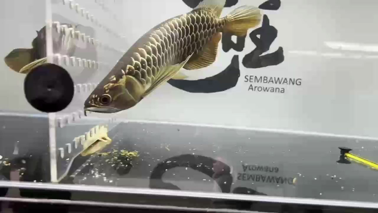 間隔5年又購入一條金龍