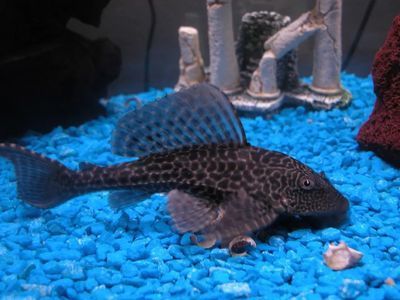 金龍魚吃清道夫嗎：金龍魚吃了清道夫，如果金龍魚吃了清道夫你養的小可能你明天起來