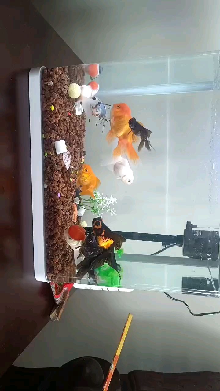 新手第一次養魚 新手第一次養魚 龍魚論壇