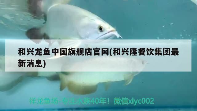 和興龍魚中國旗艦店官網(和興隆餐飲集團最新消息)