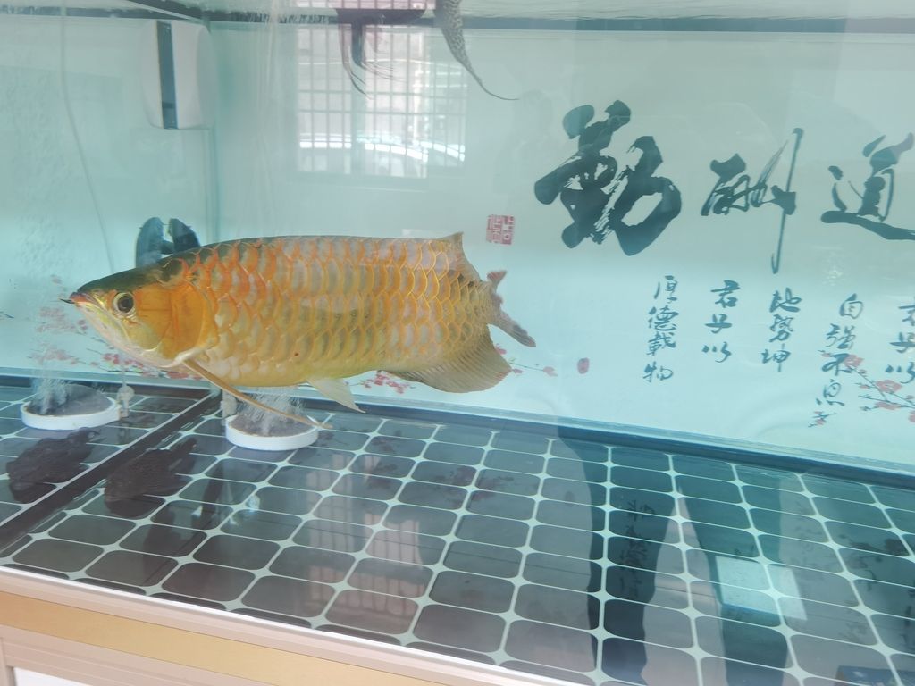 魚缸增氧泵哪種好用點（ 魚缸增氧氣泵什么牌子好）