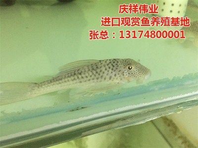 觀賞魚養殖基地，前景廣闊且具 觀賞魚養殖基地，前景廣闊且具 李亞四龍魚 第4張