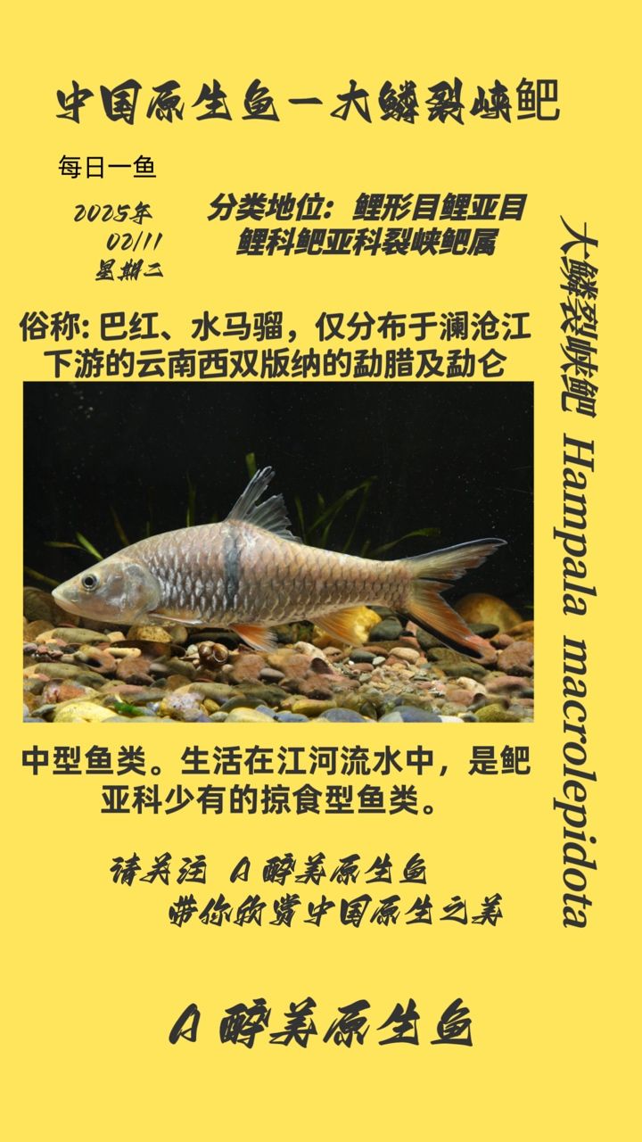 鱗裂峽鲃，獨(dú)特珍稀的魚類，生存現(xiàn)狀與生態(tài)保護(hù)