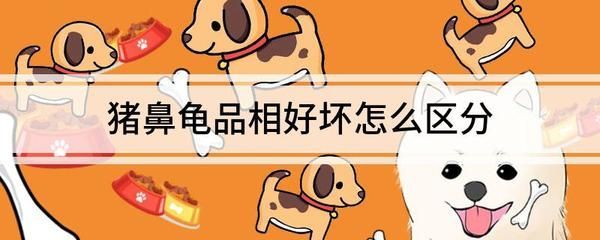 鼻龜分品相！品相好壞區分方法及關鍵特征