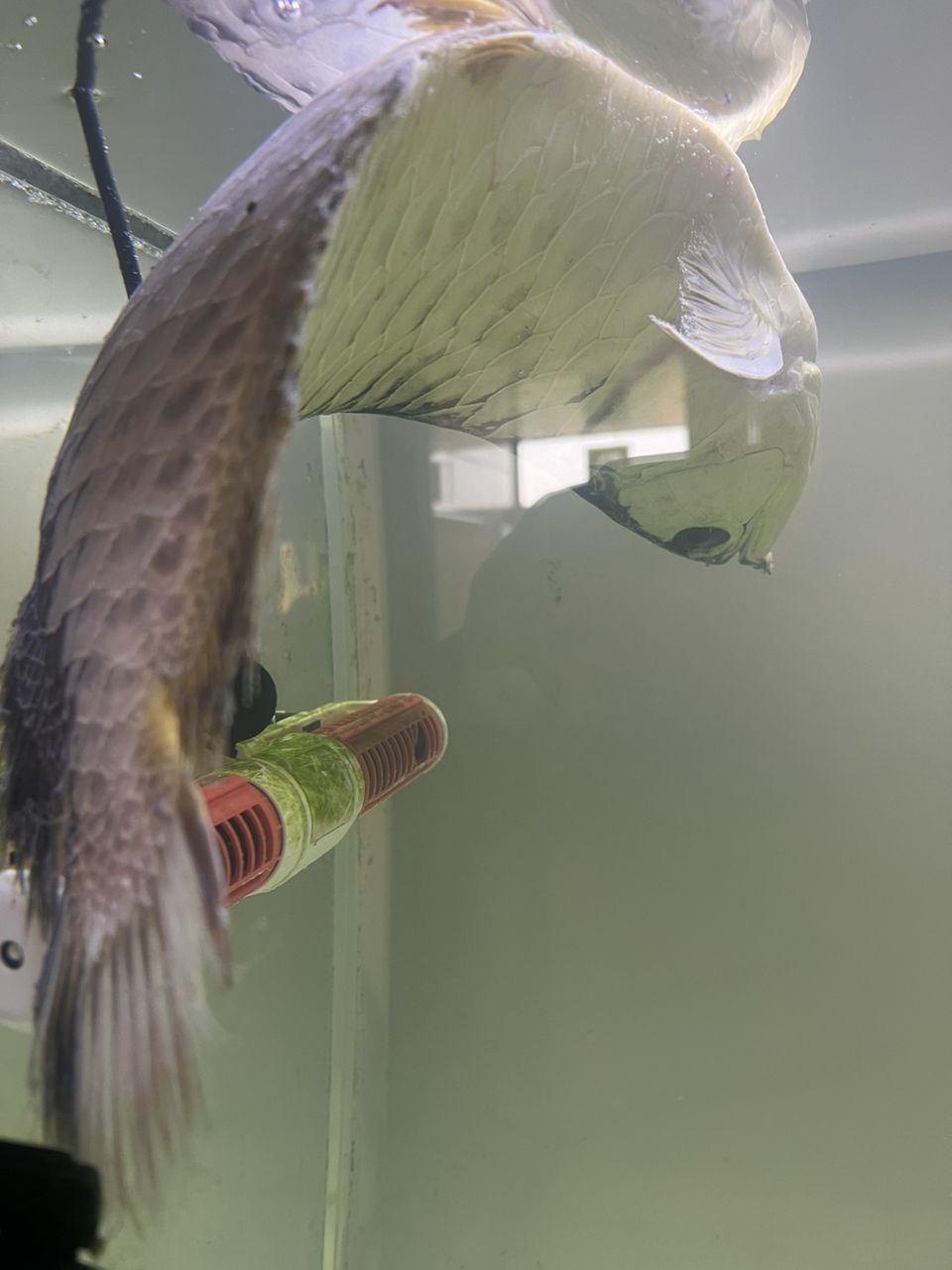 龍魚干蝦有營養嗎 7年魚生畫上句號,感恩相伴歲月里的點滴時光 龍魚論壇 7年魚生畫上句號,感恩相伴歲月里的點滴時光 7年魚生畫上句號,感恩相伴歲月里的點滴時光 龍魚論壇