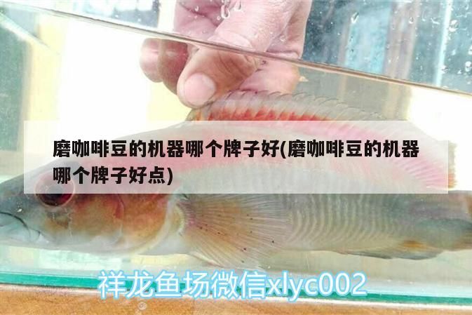鸚鵡魚和銀龍魚混養怎樣喂食 咖啡豆機器哪個牌子好? 馬來西亞咖啡 咖啡豆機器哪個牌子好? 咖啡豆機器哪個牌子好? 馬來西亞咖啡