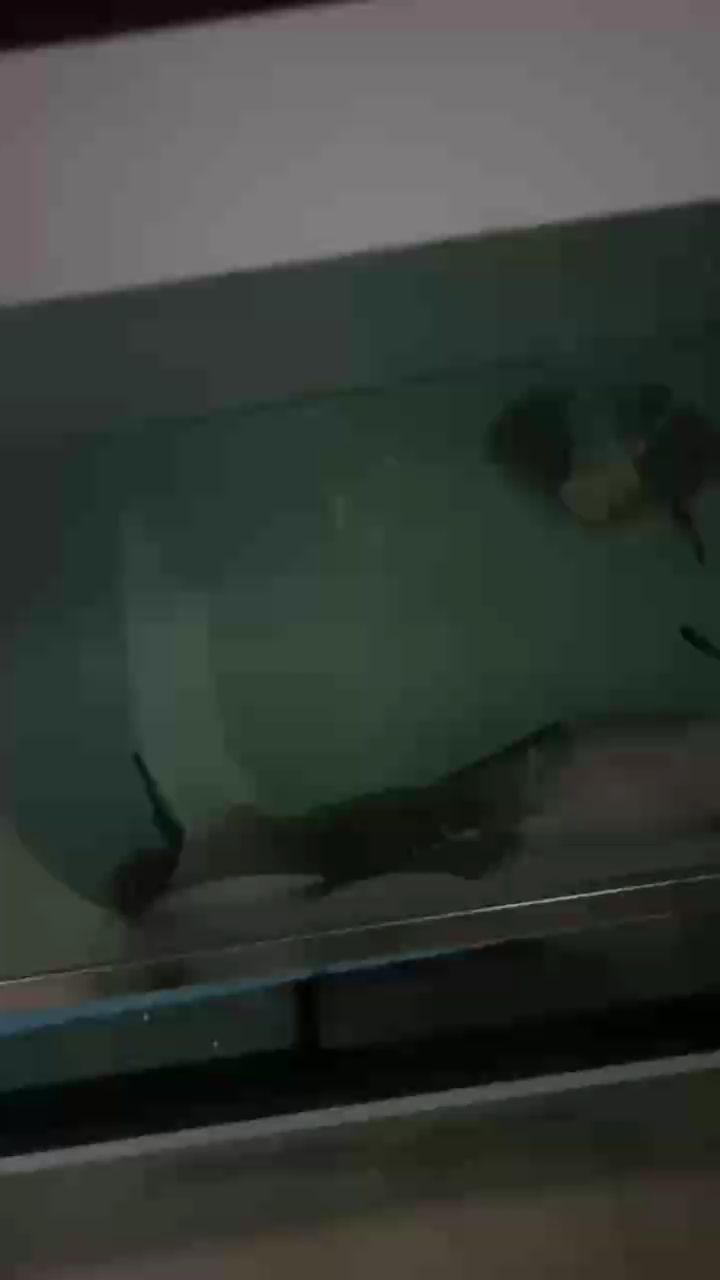 喂完魚后匆忙上班，開啟平凡又充實的一天