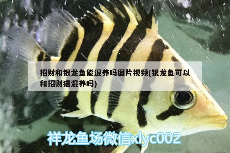 財與銀龍魚混養可行否？