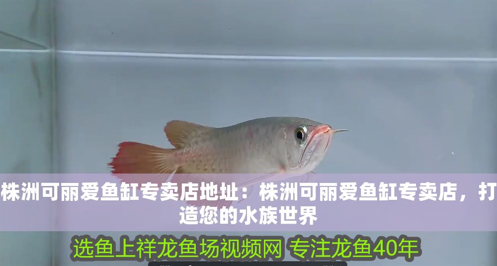 可麗愛魚缸專賣店，專業打造，暢享