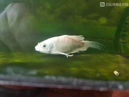 鯉球體魚苗分辨攻略，特征識別與挑選技巧詳解