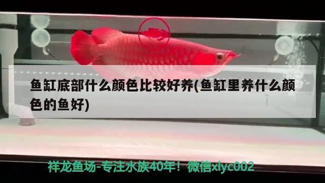 底部顏色與養魚搭配，何種顏色更佳及適合養何種