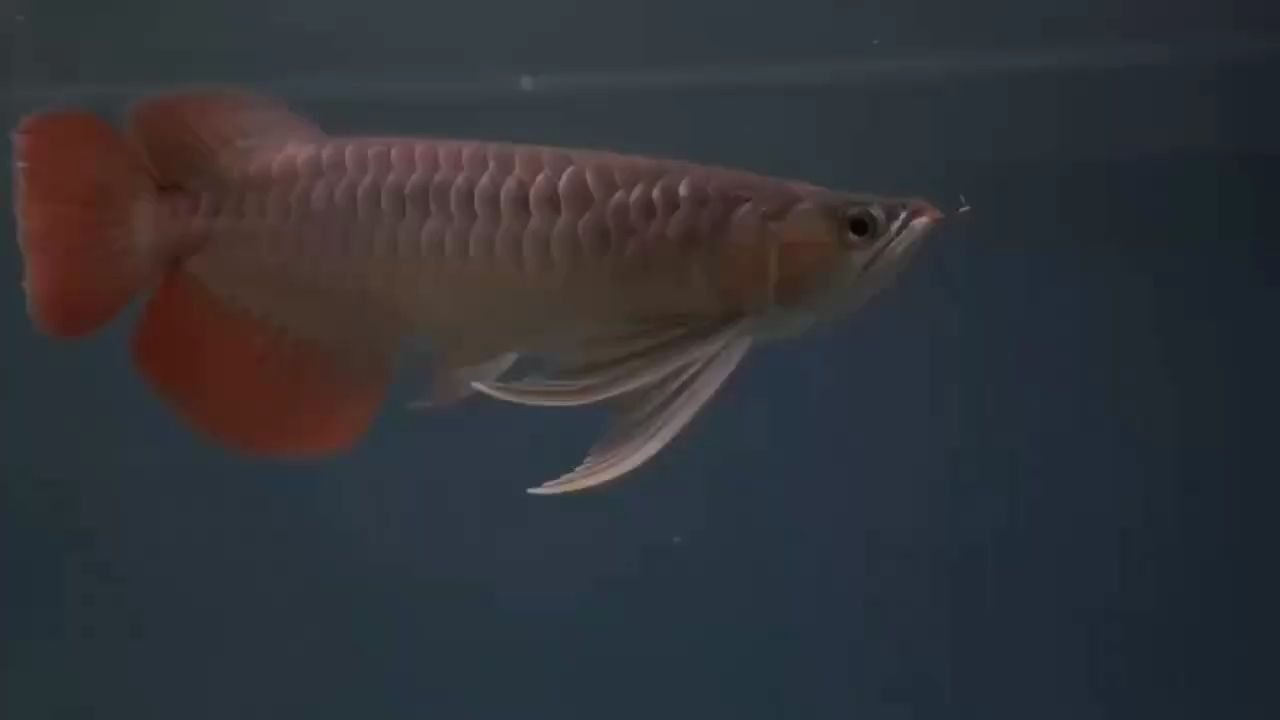 魚(yú)缸過(guò)濾器選購(gòu)指南:自制魚(yú)缸過(guò)濾器魚(yú)缸上置過(guò)濾器對(duì)于養(yǎng)魚(yú)愛(ài)好者的必備知識(shí) 更新,深度剖析此次更新要點(diǎn)及帶來(lái)的 龍魚(yú)論壇 更新,深度剖析此次更新要點(diǎn)及帶來(lái)的 更新,深度剖析此次更新要點(diǎn)及帶來(lái)的 龍魚(yú)論壇