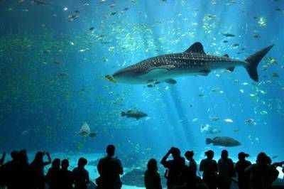 探秘水族館所屬行業，聚焦中國水族館發展趨勢
