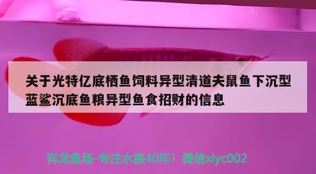 特億底棲魚飼料，異型清道夫鼠魚藍鯊招財沉底魚