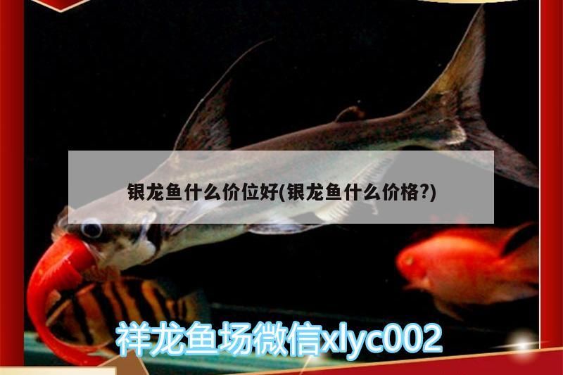 觀賞魚 龍魚價格探秘,不同價位段銀龍魚品質與 銀龍魚百科 龍魚價格探秘,不同價位段銀龍魚品質與 龍魚價格探秘,不同價位段銀龍魚品質與 銀龍魚百科