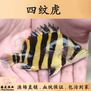 預(yù)防印尼四紋虎魚疾病，關(guān)鍵措施與方法全解析