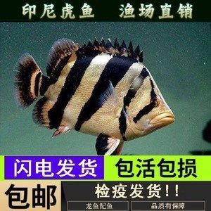 預(yù)防印尼四紋虎魚疾病，關(guān)鍵措施與方法全解析