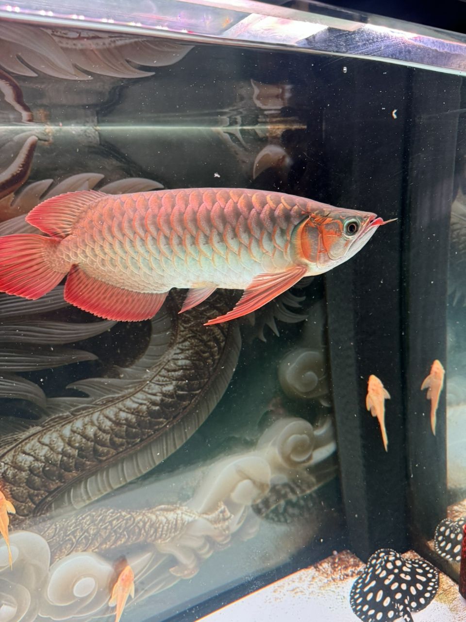 求鑒！這條個性發色究竟如何？ 求鑒！這條個性發色究竟如何？ 龍魚論壇 第3張