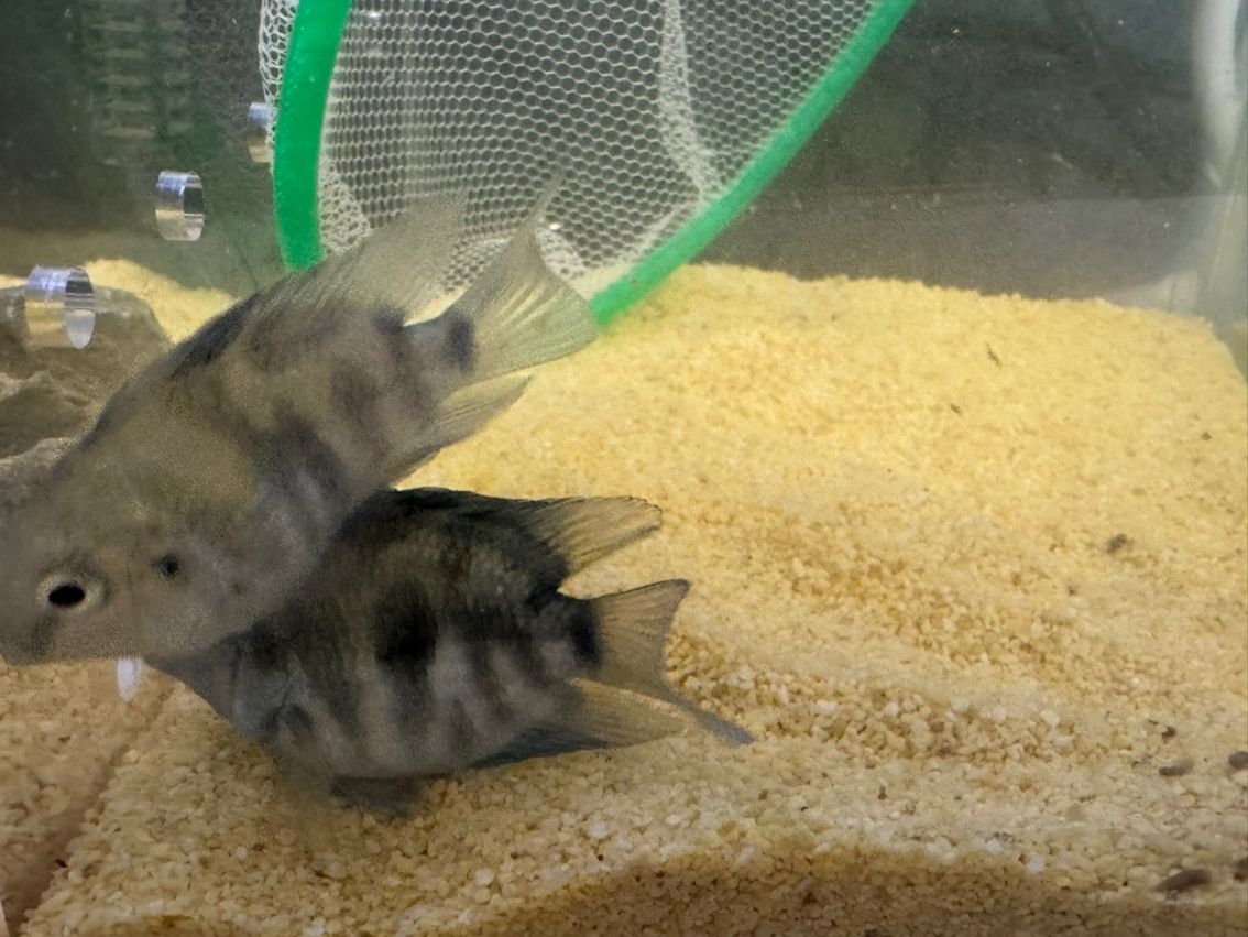 鸚鵡魚，小巧玲瓏的熱帶水族箱寵兒，色彩
