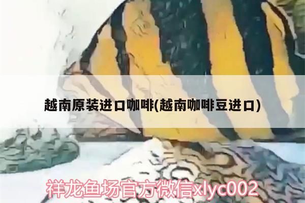 原裝進口咖啡，純正風味源自越南咖啡豆的匠心之選