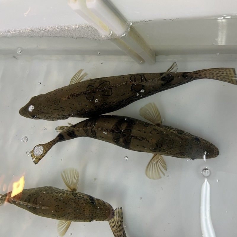 老虎魚繁殖水族箱尺寸怎么定？