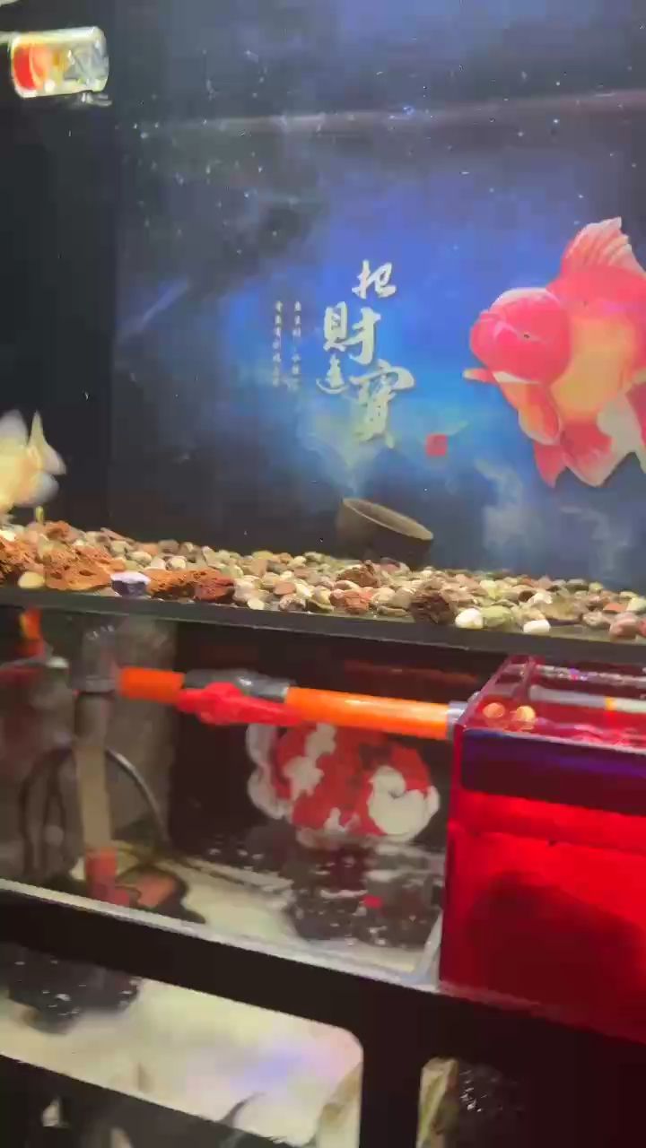 小彩虹，探尋那抹絢爛背后的 小彩虹，探尋那抹絢爛背后的 龍魚論壇
