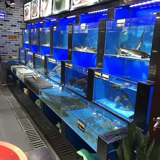魚和龍魚混養(yǎng)好嗎？