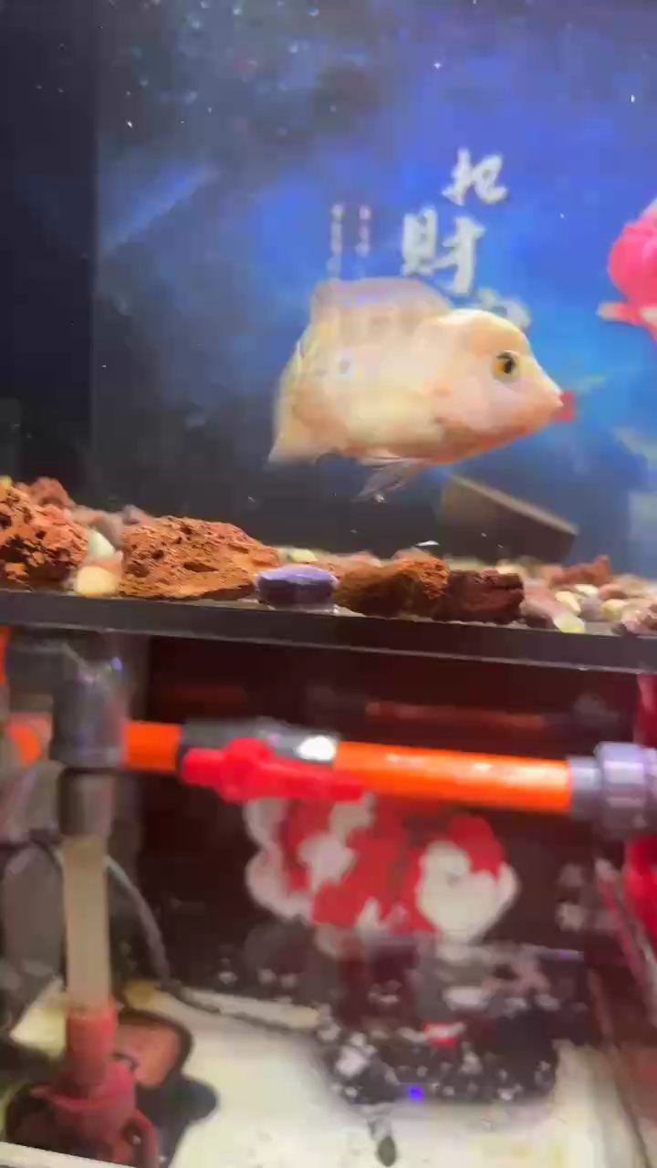 無色之境，探索色彩缺席下的獨特視覺與感知 無色之境，探索色彩缺席下的獨特視覺與感知 龍魚論壇