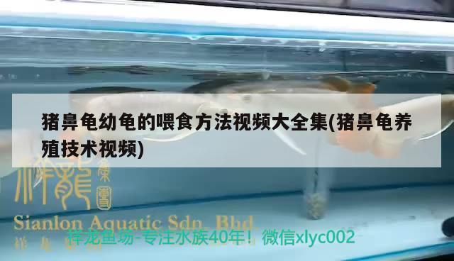 鼻龜幼龜喂食方法與養(yǎng)殖技術(shù) 鼻龜幼龜喂食方法與養(yǎng)殖技術(shù) 豬鼻龜百科