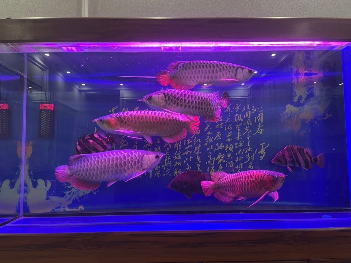 轉讓一缸龍魚及三紋虎魚，因常出差