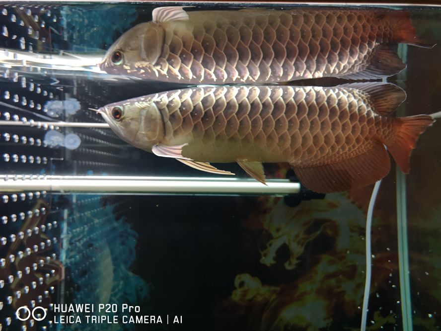 洛藏族自治州水族館新請李亞四，能力咋 洛藏族自治州水族館新請李亞四，能力咋 李亞四龍魚 第4張