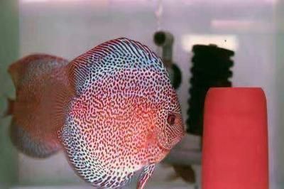 觀賞魚暴斃腮發白，水質、疾病等多因素