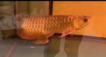 觀賞魚暴斃腮發(fā)白，水質(zhì)、疾病等多因素 觀賞魚暴斃腮發(fā)白，水質(zhì)、疾病等多因素 武吉美拉金龍魚 第4張
